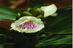 Zingiber anamalayanum